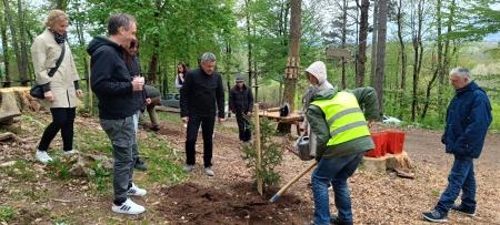 zasaditev smrekic (5)